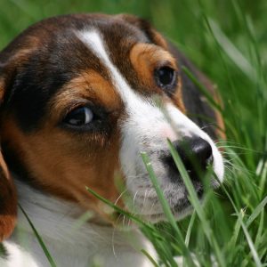 Beagle Puppy