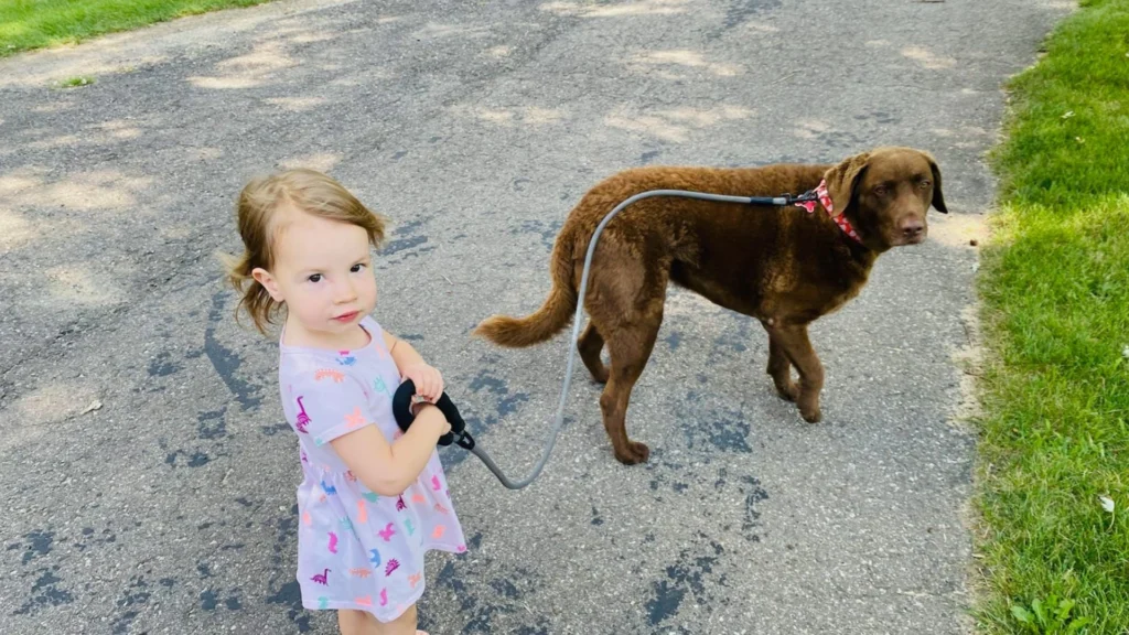 How to Train Your Dog to Respect an Underground Pet Fence