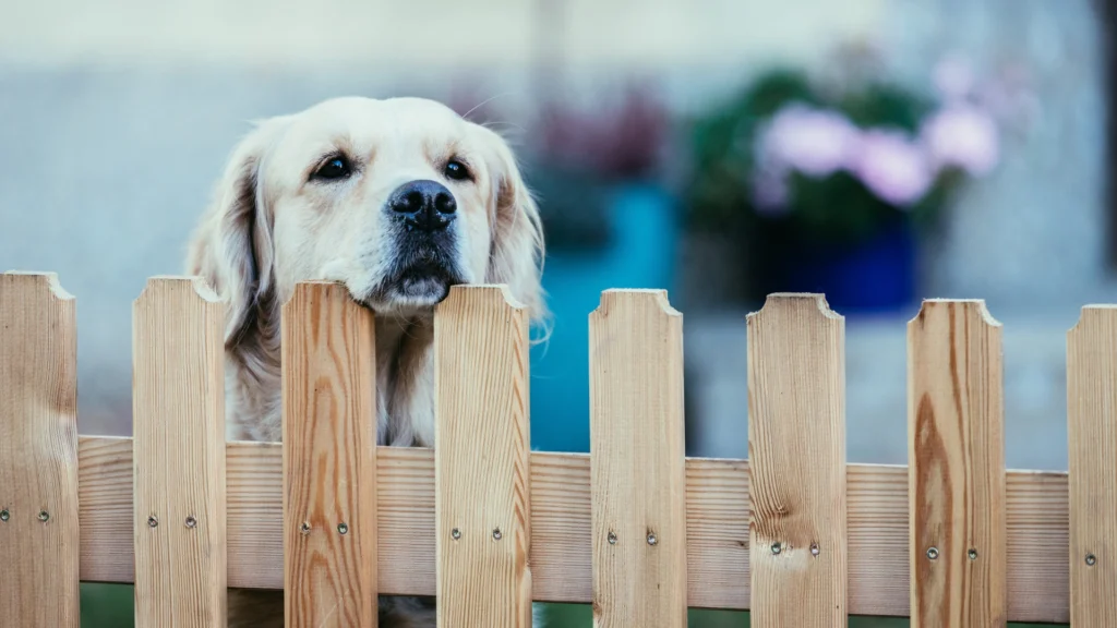 best dog fence company near me