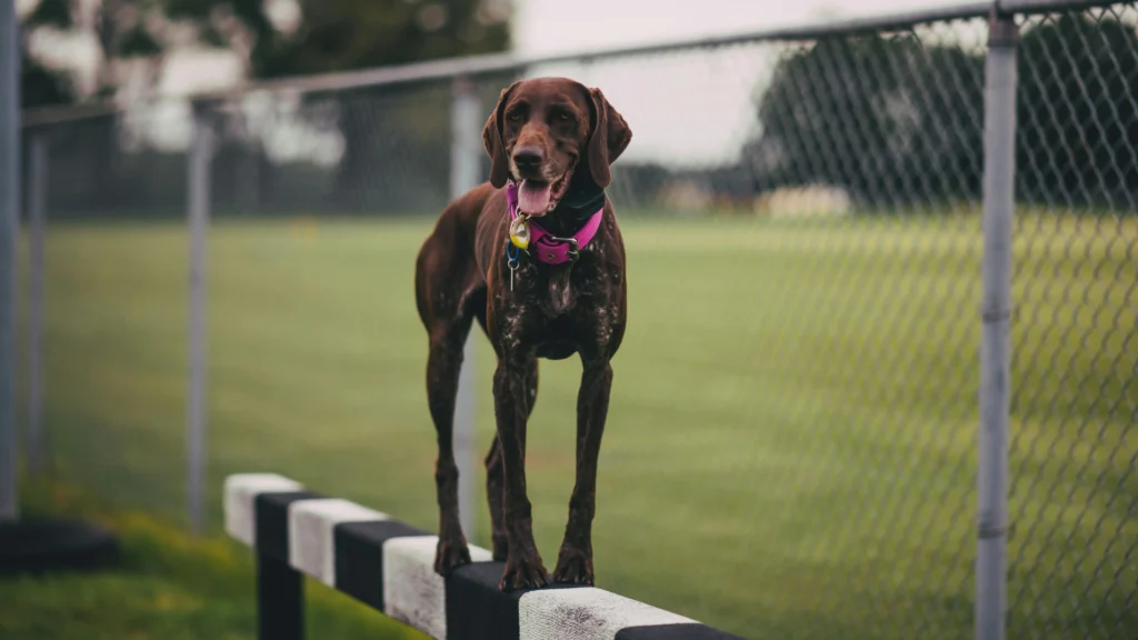 how to train a dog for fence