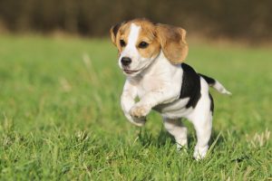 Australian-Cattle-Dog-Blue-Heeler-Puppy-iStock
