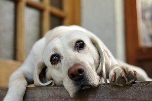 petcontainment1