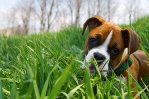 electric dog fence installation in Michigan