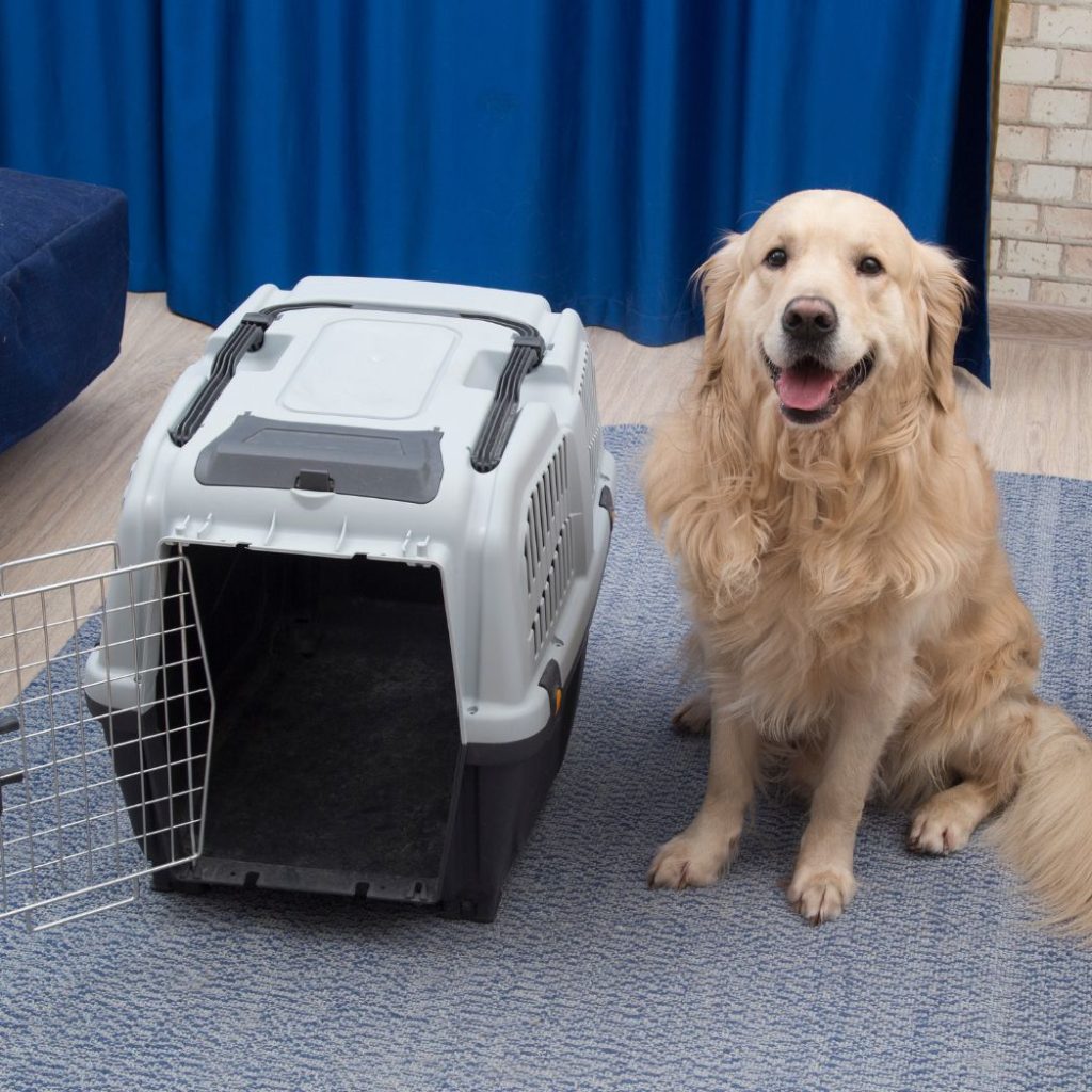 the dog is standing towards the pet containment