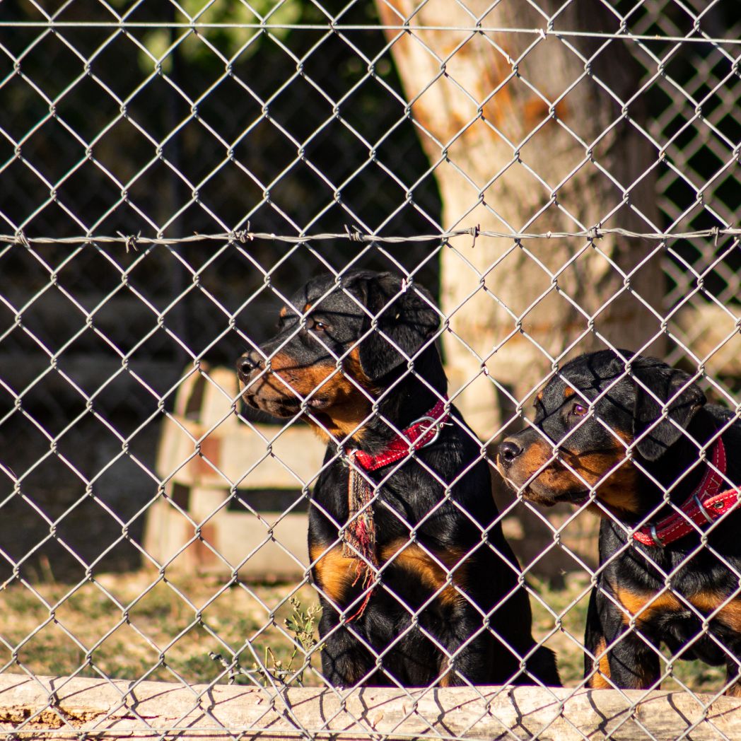 Two black dogs under the Custom Boundary Design