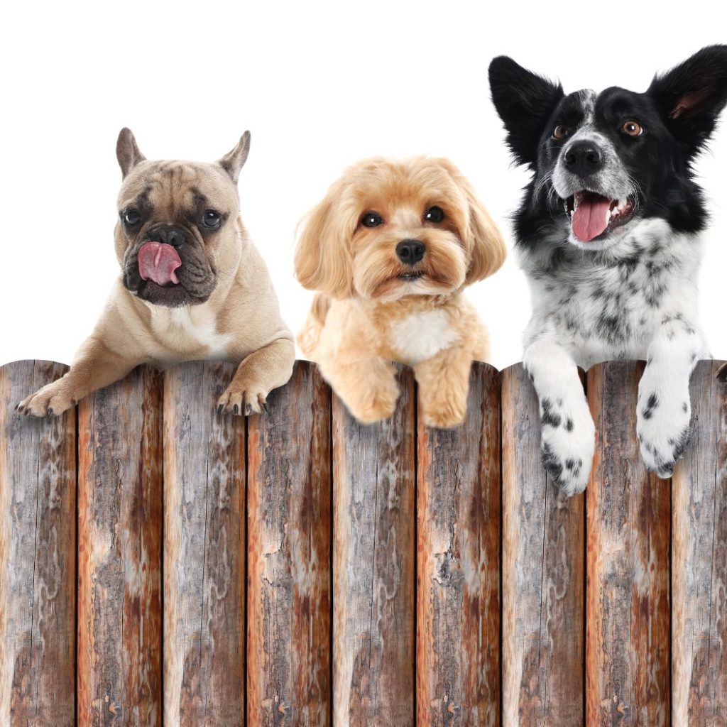 Dogs standing with bridges