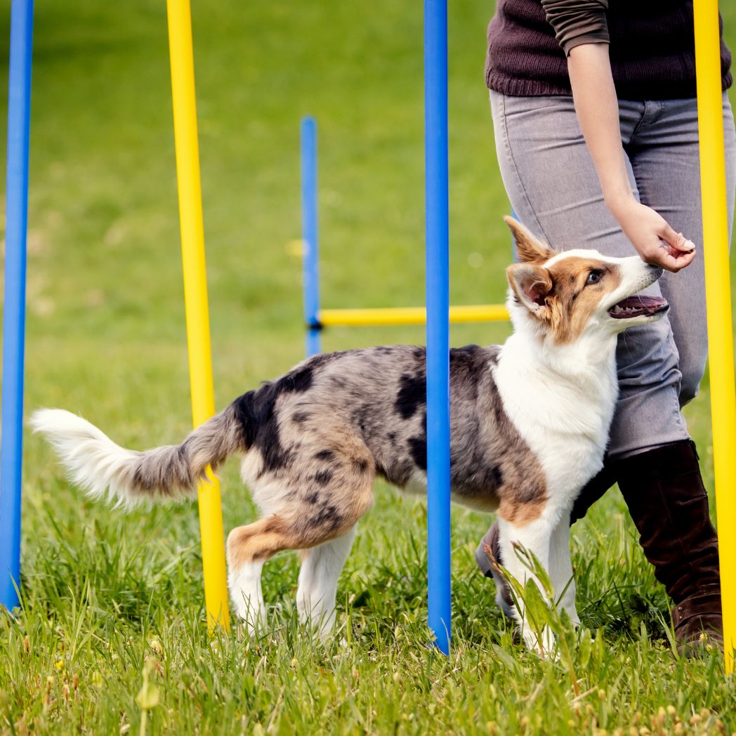 Dog completing training within a hidden fence area