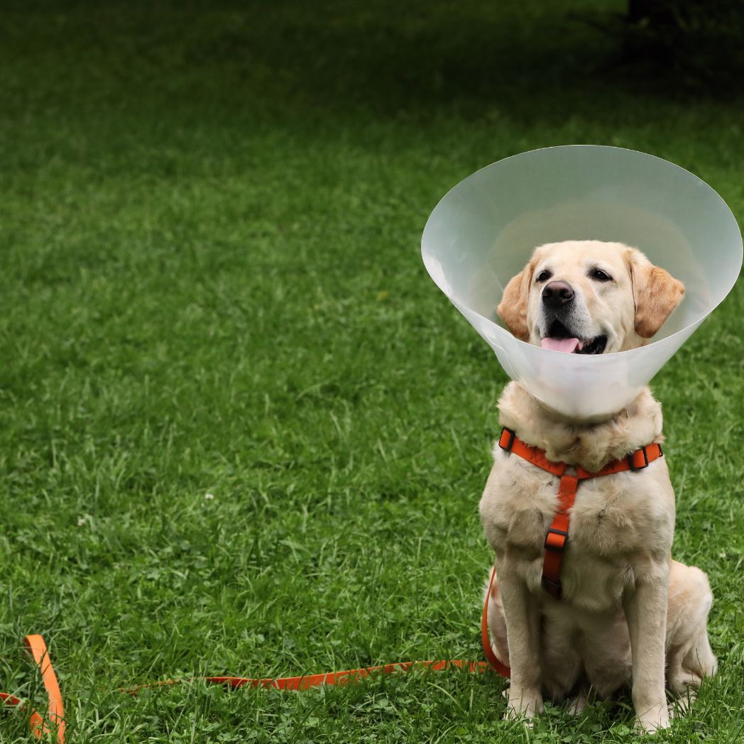 Puppy recovering safely while protected by a hidden pet fence