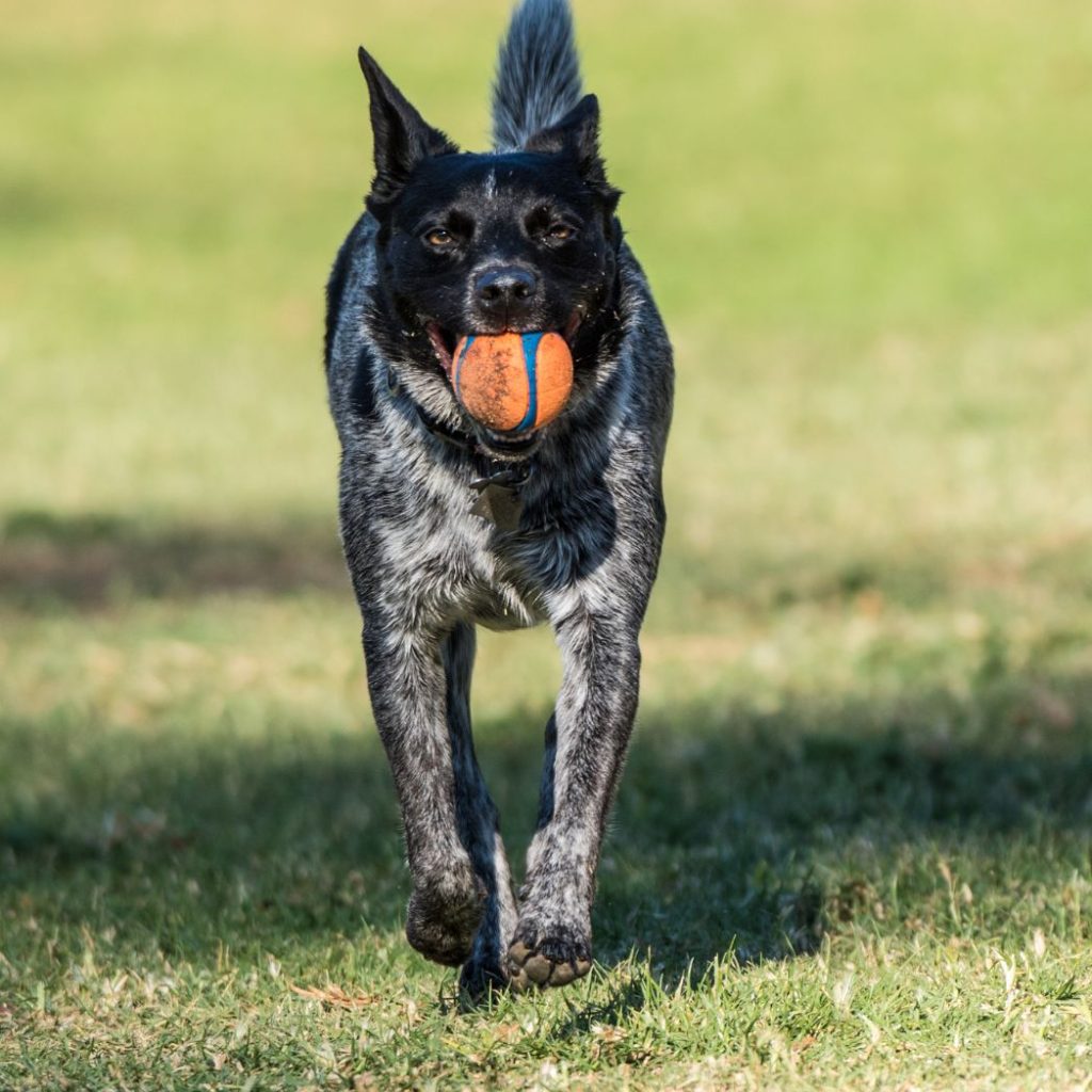 Dog running with bowl in his mouth