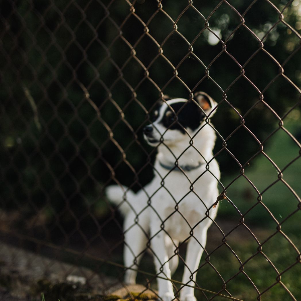 The dog stand under the wire installation