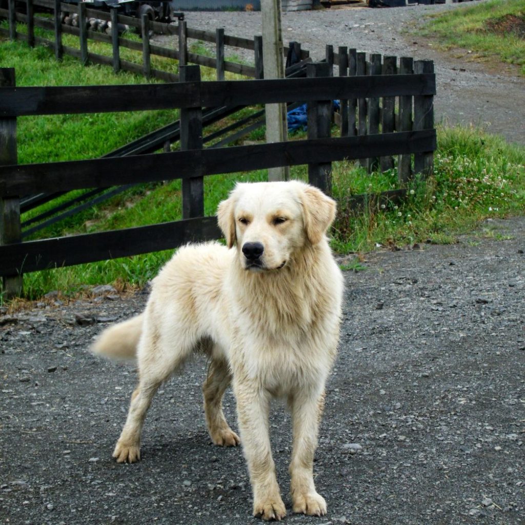Dog in stand in Oakland country Road