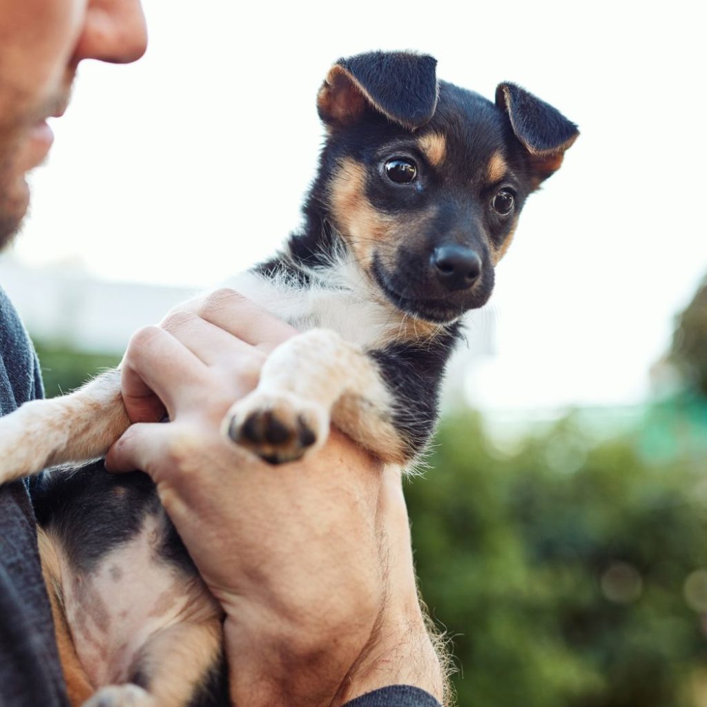 There a invisible fence Alternative trusted dog that hold by the person