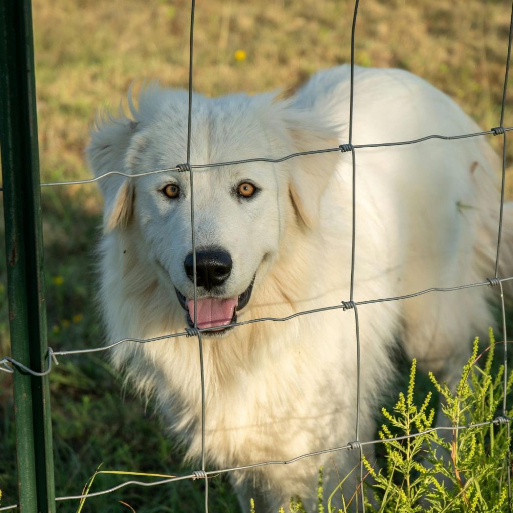 under the fence wire the white dog