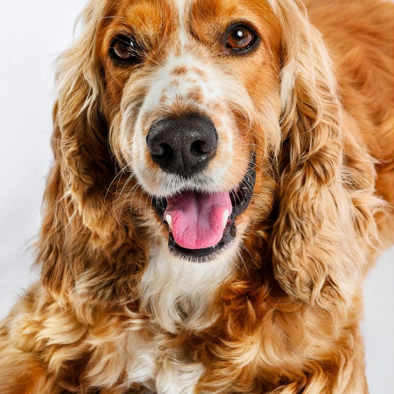 the curly dog show why you work with Bingham Farms, MI
