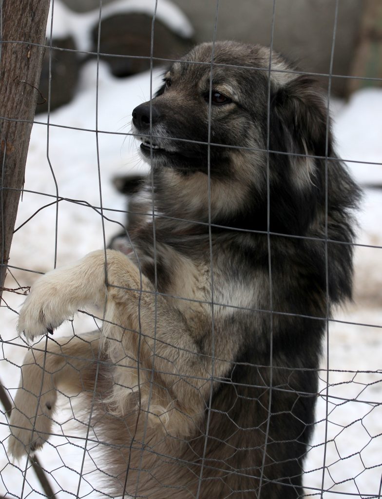 Dog lying on pet fence | Fence wire repair