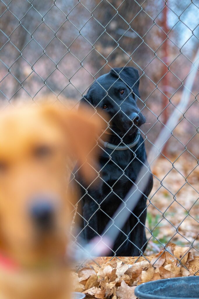 Dog behind fence showing pet safety and containment