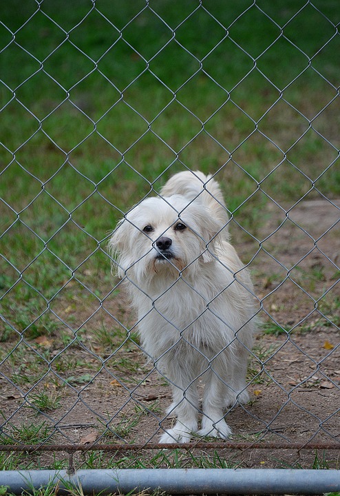 Pet Fence Repair in Commerce, MI