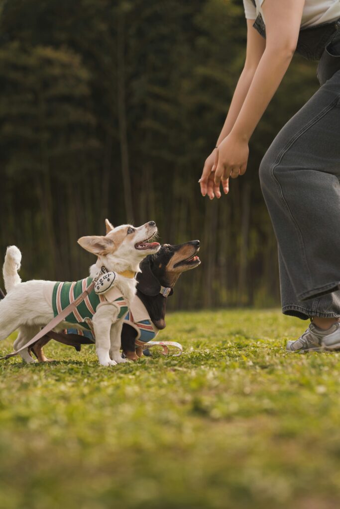Dog training for an electric dog fence boundary