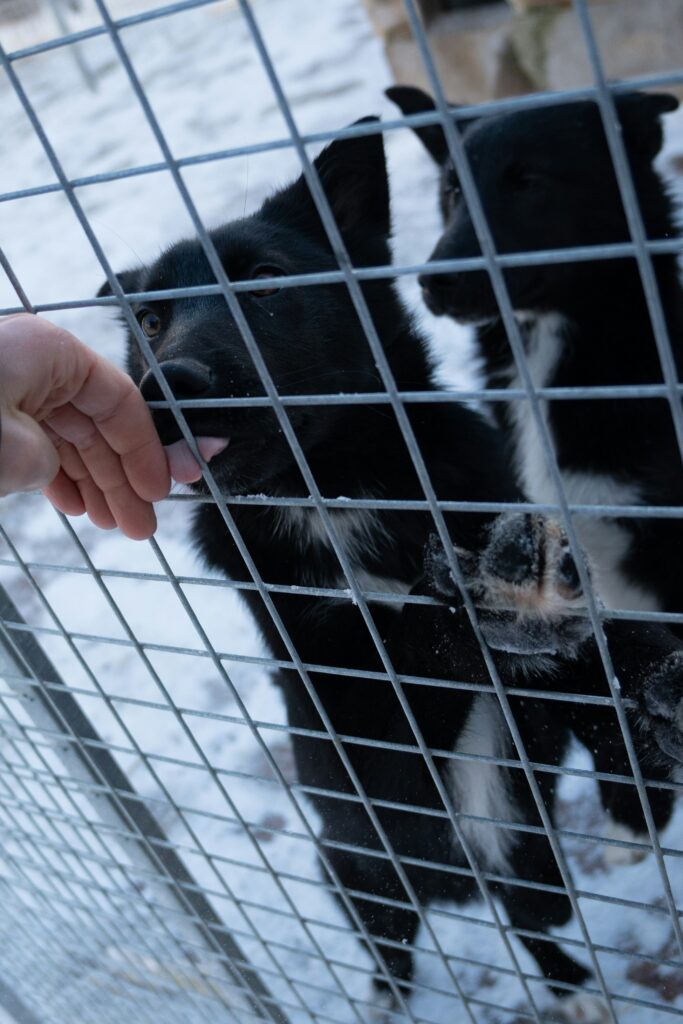 Invisible Fence Repair in Grand Blanc, MI