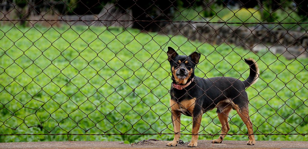 Why Bloomfield Hills Homeowners Choose An Underground Dog Fence