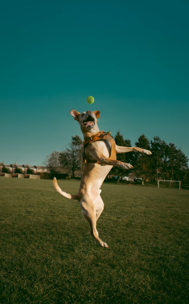 dog fence training with ball in Linden, MI