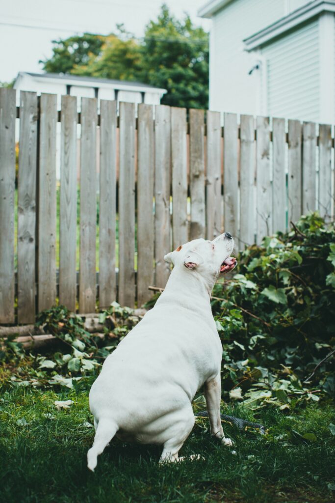 White dog near a fence learning property boundaries