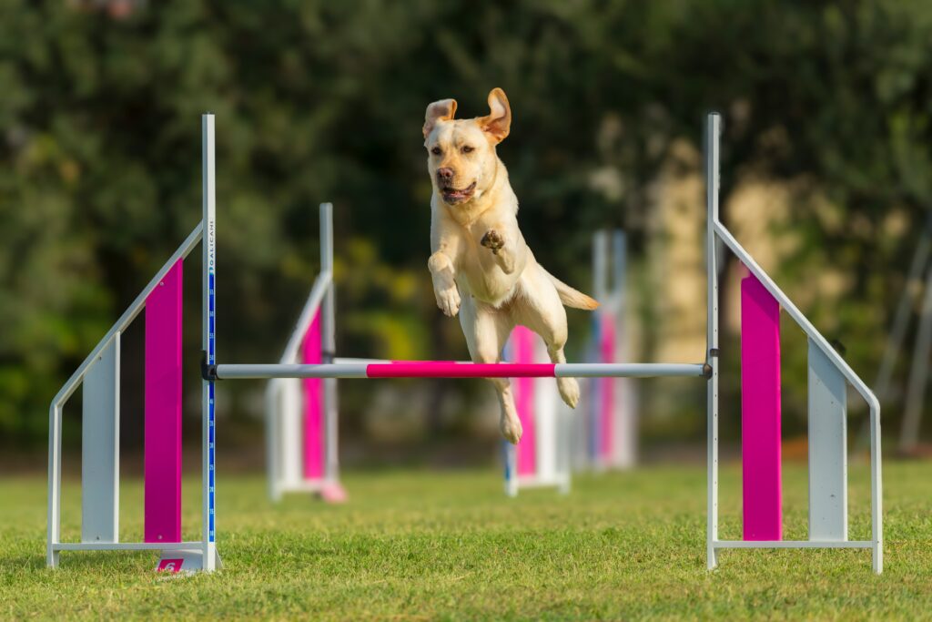 Dog successfully trained with an electric fence system