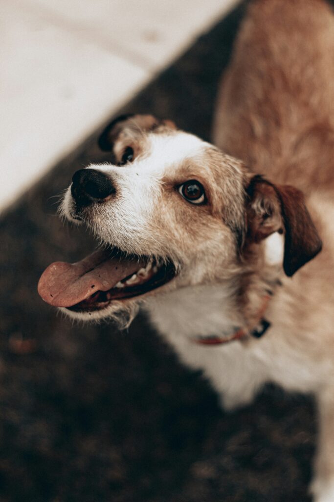 Happy dog protected by an underground dog fence in Michigan