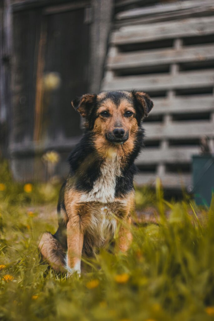 Why Fenton Homeowners Choose an Underground Dog Fence in Fenton, MI