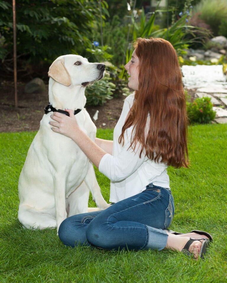 Professional underground dog fence training with Labrador
