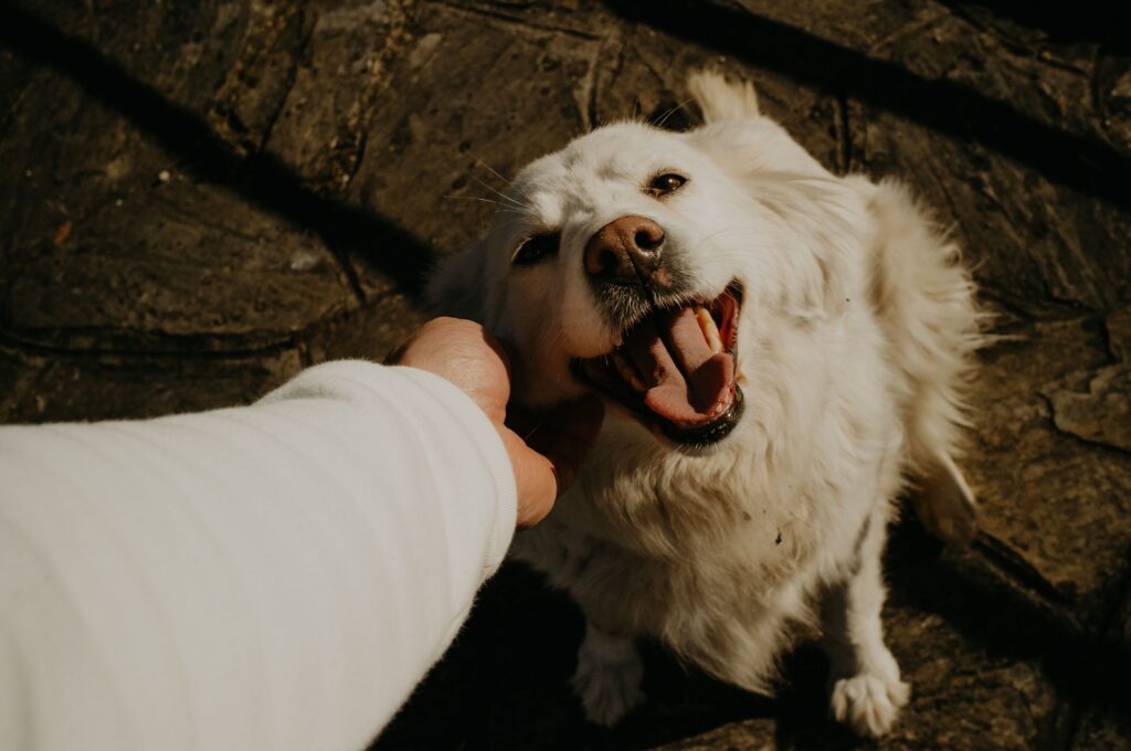 Happy dog inside a secure fenced yard