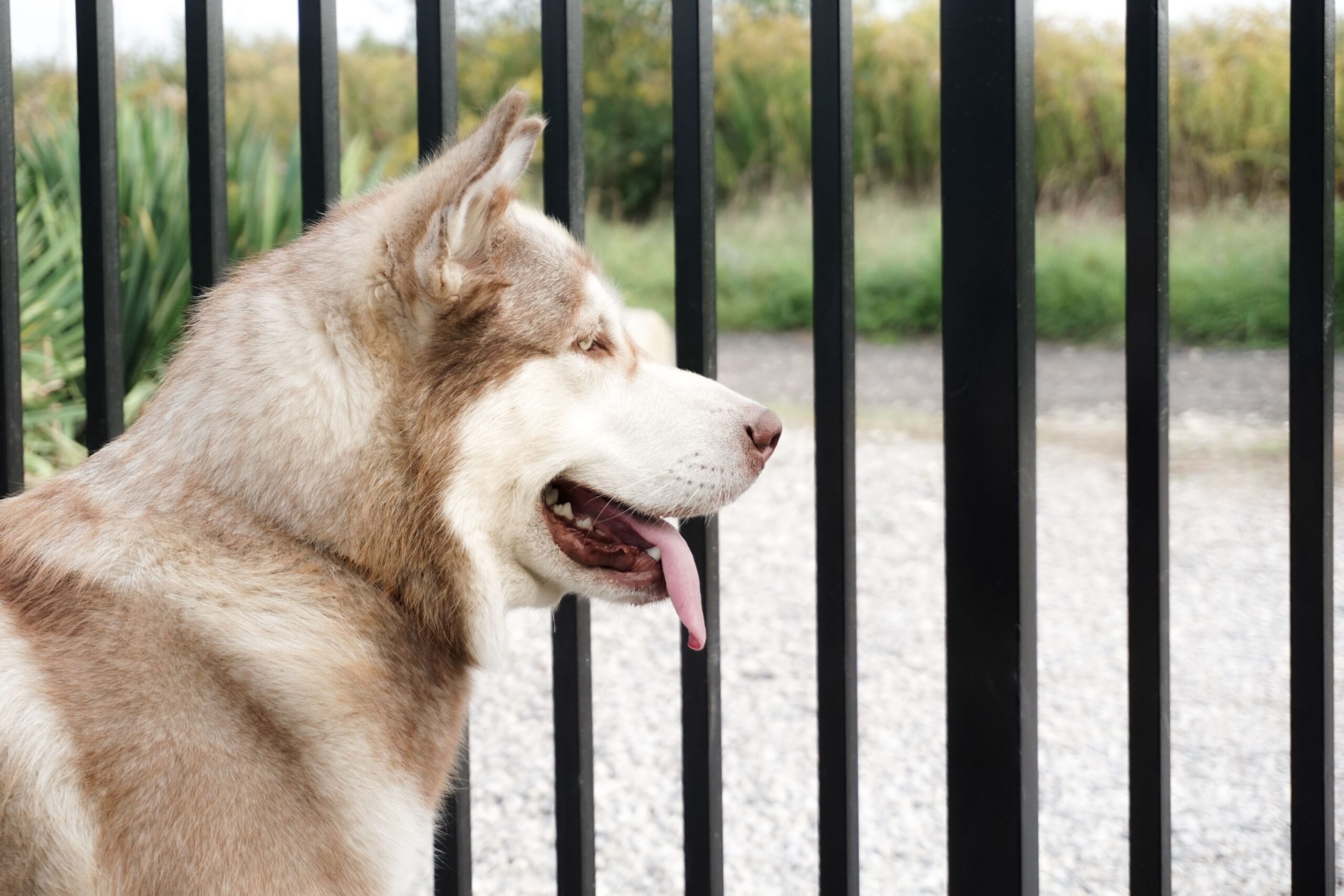 Husky standing behind black metal fence