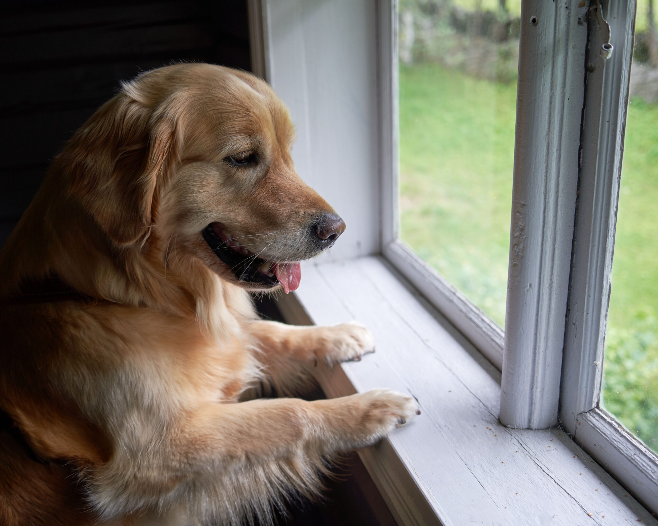 Golden Retriever enjoying indoor views near a safe property boundary