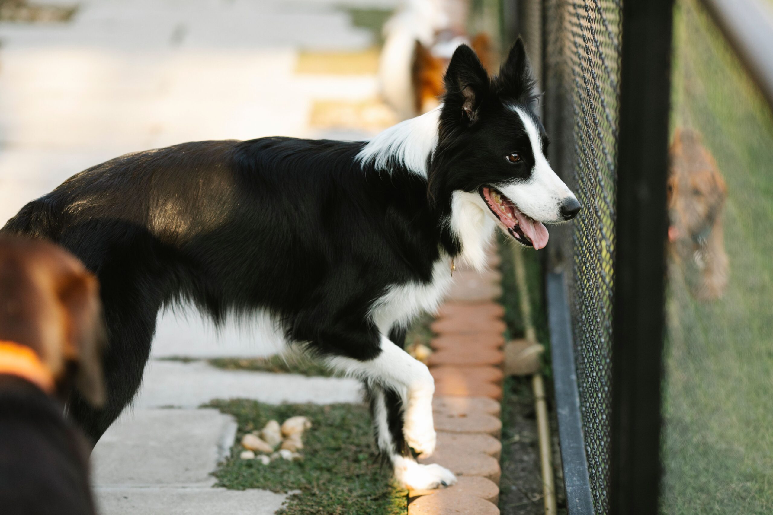 Border Collie protected by a hidden dog fence system