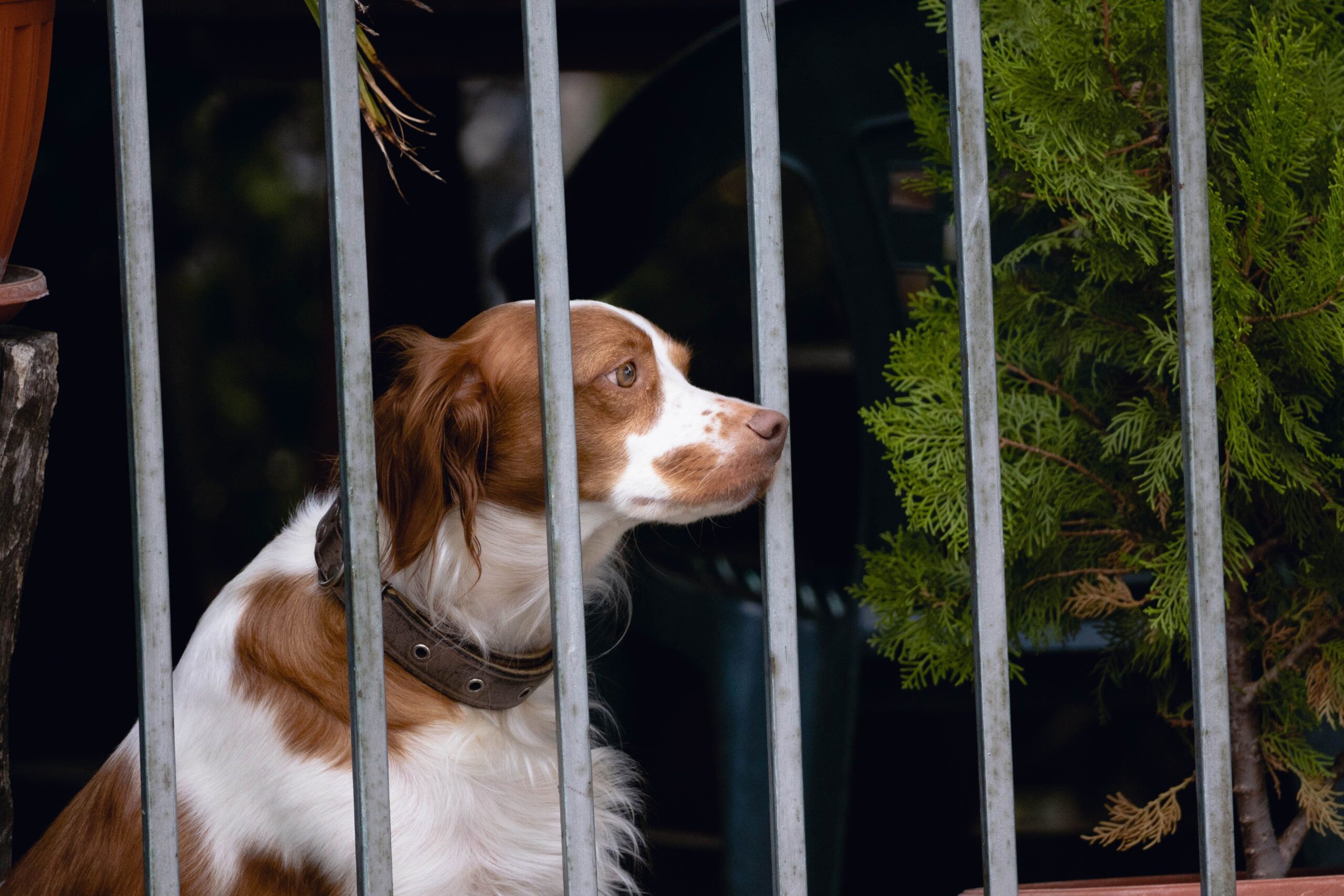 Dog looking through fence bars safely