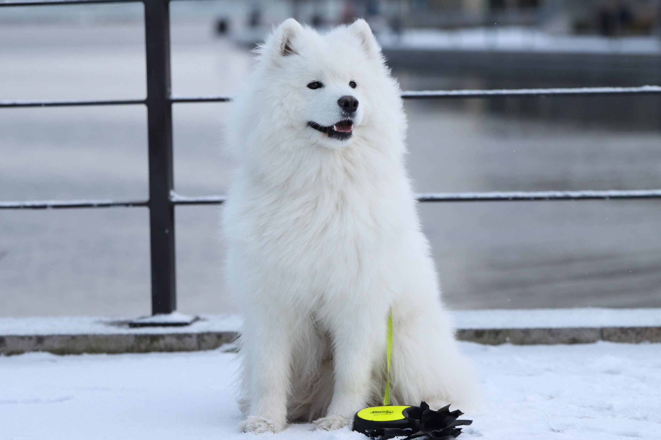 White dog standing confidently inside a secure pet area