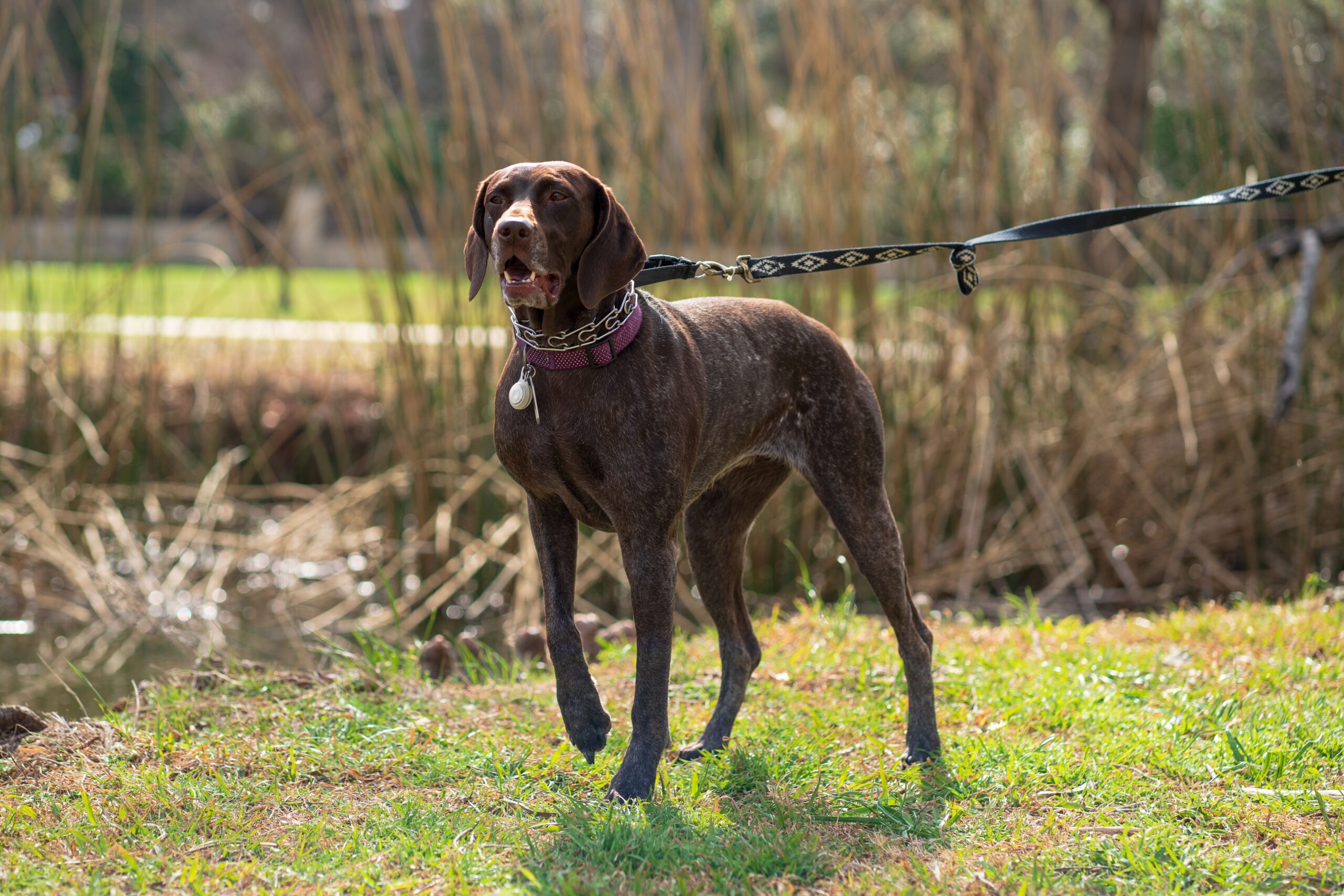 Hunting dog protected by an underground fence system