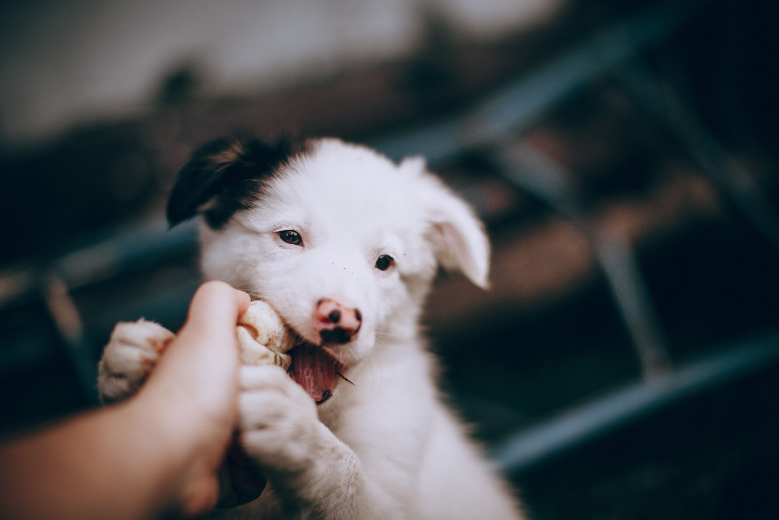pexels-helenalopes-3908804