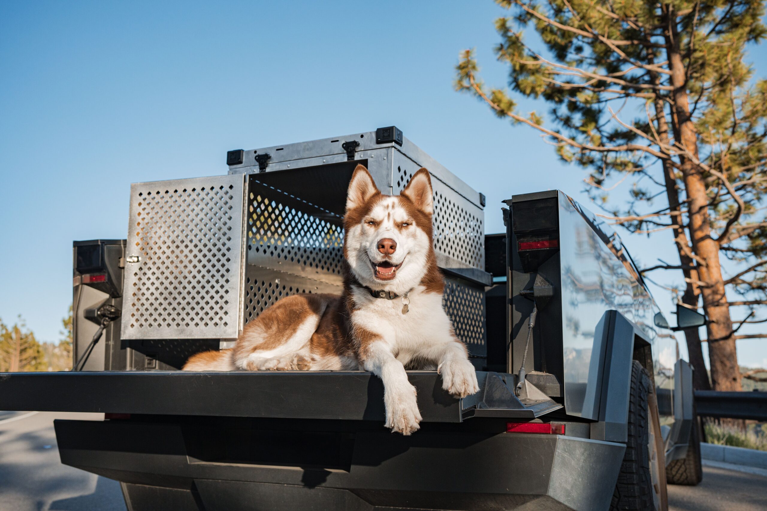 Husky sitting beside a trailer protected by a pet fence