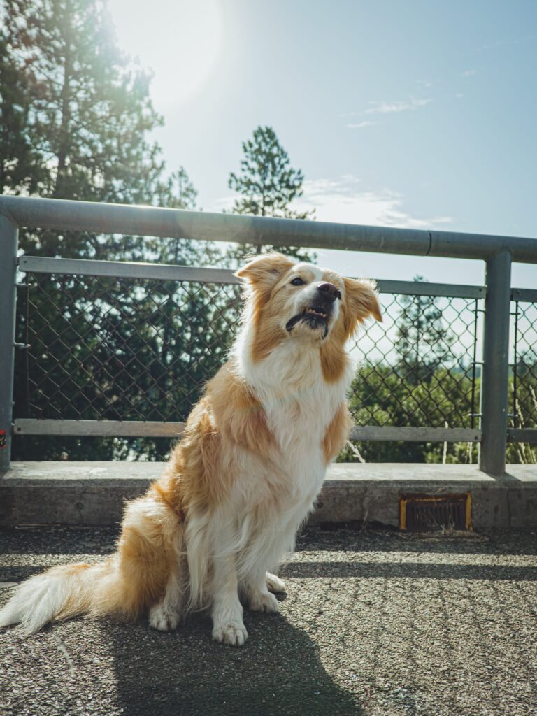 Dog sitting safely inside a pet fence area