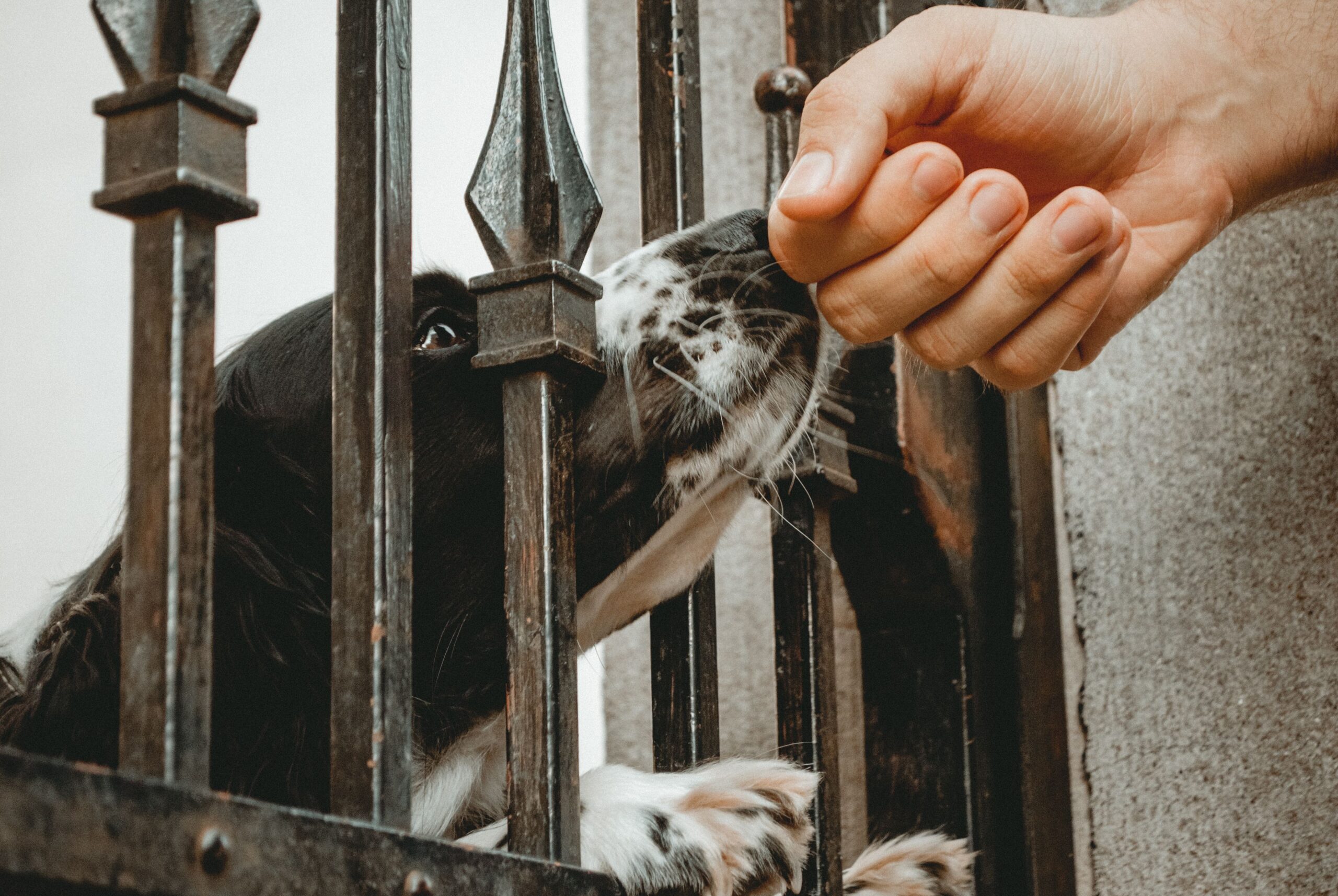Pet owner interacting with dog through a secure fence