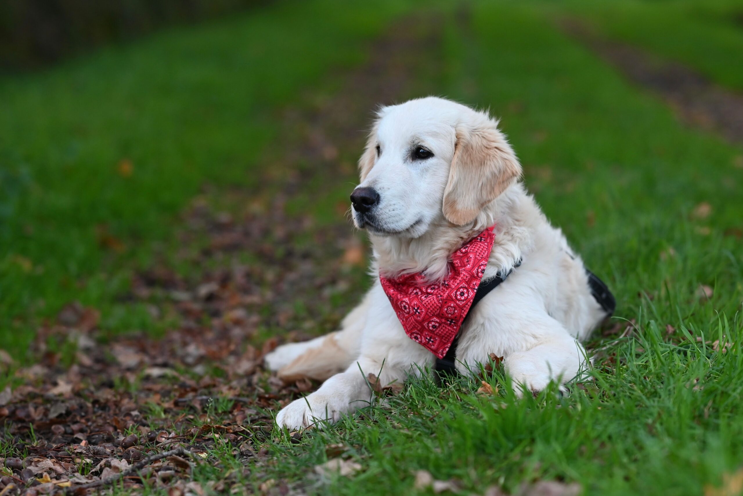 Puppy learning boundaries with an electric dog fence