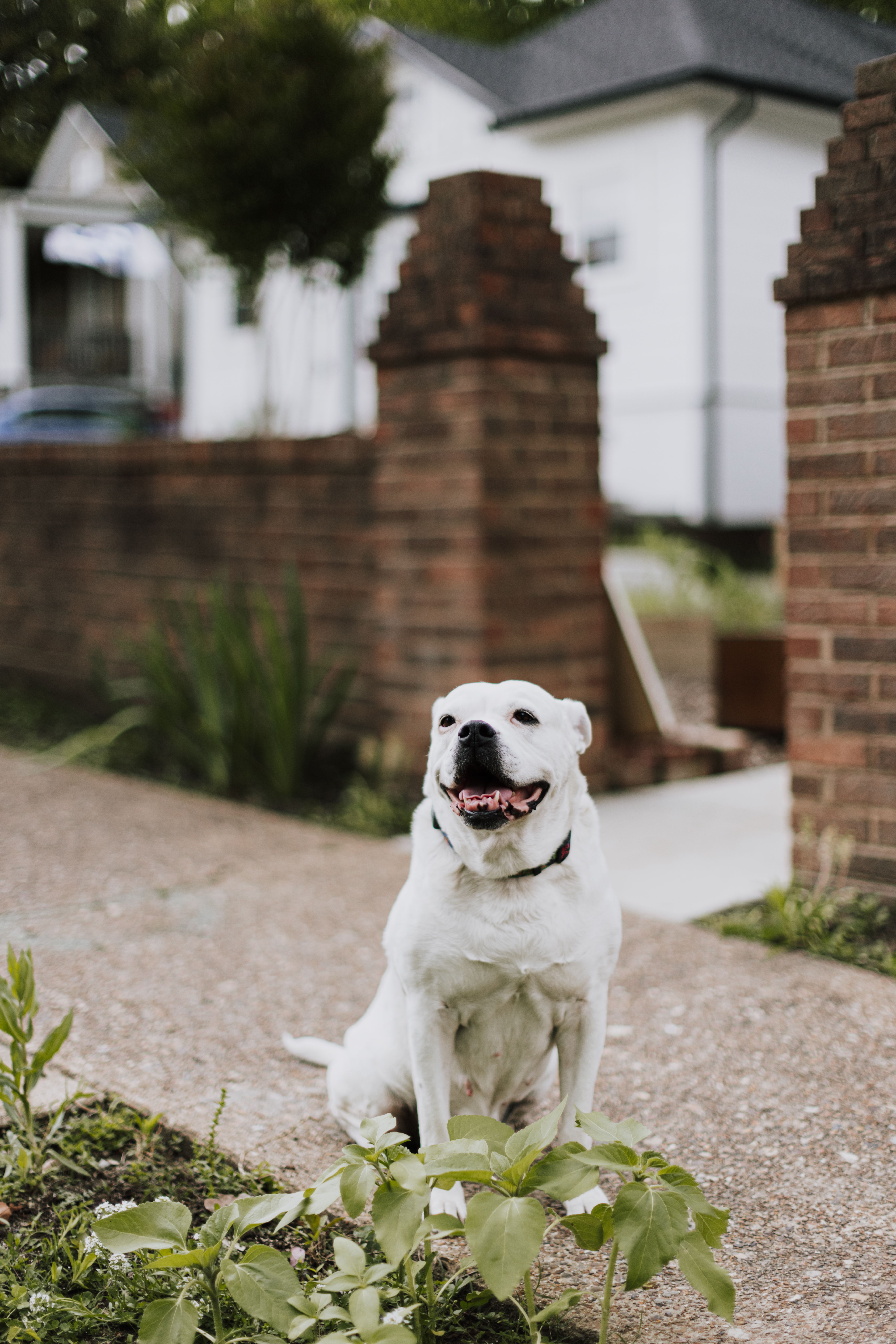 Dog sitting near brick entrance fence