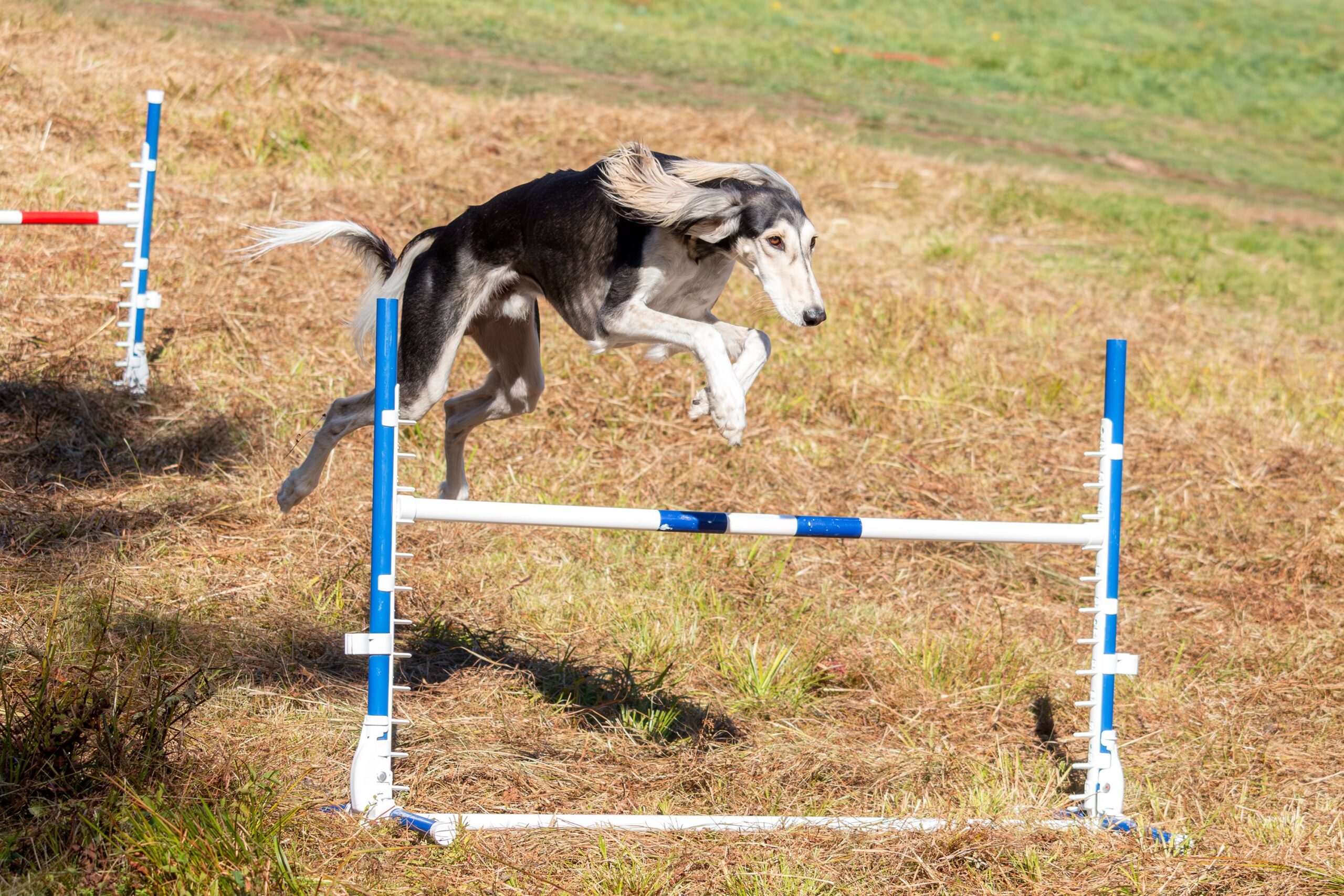 Active dog jumping during dog fence training exercises