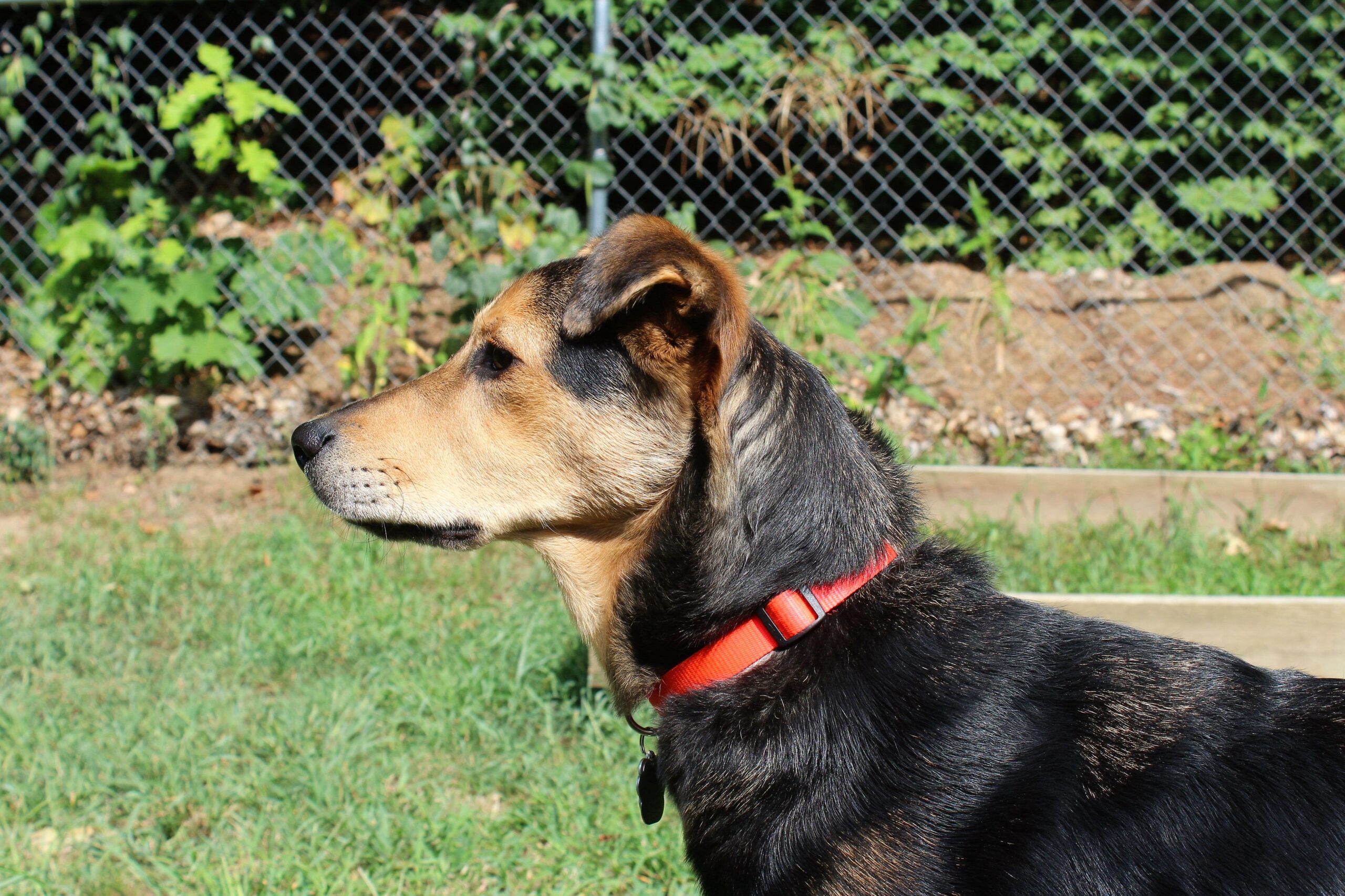 Dog wearing a collar inside a hidden pet fence boundary