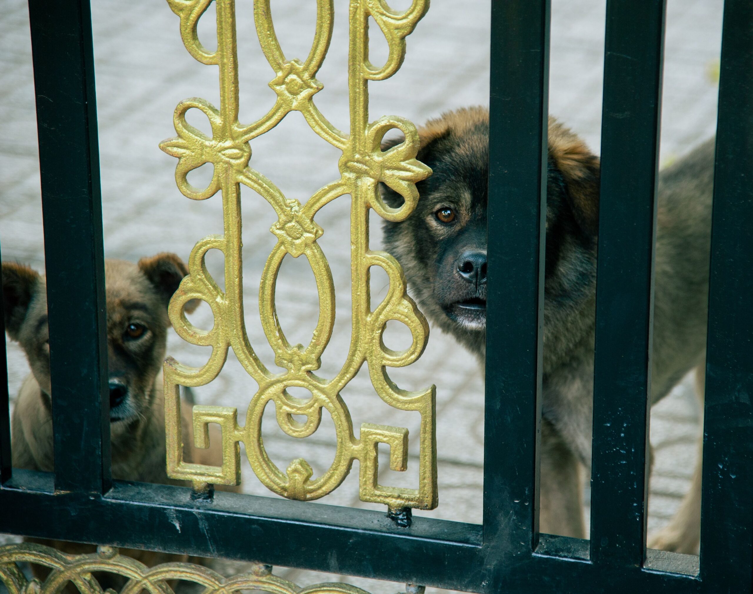 Decorative metal gate providing secure property access