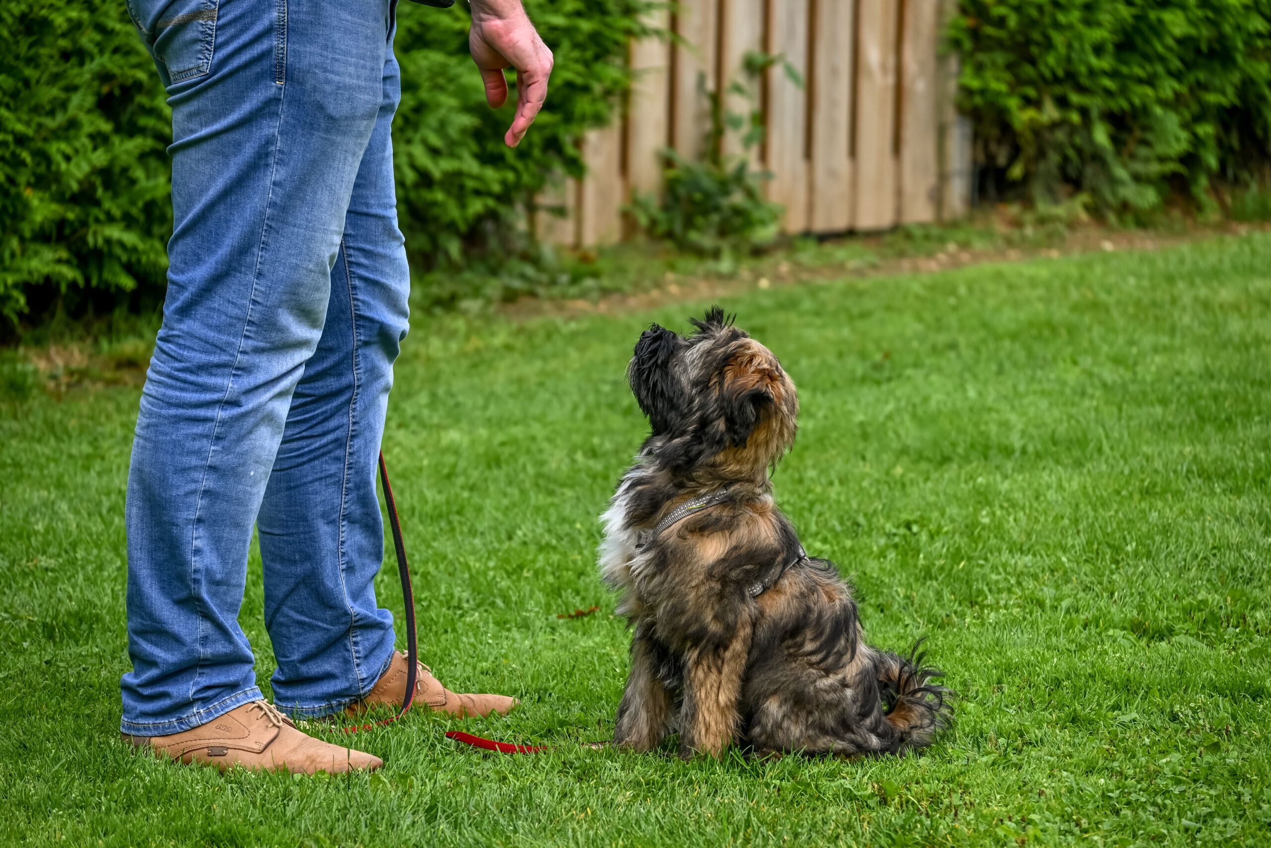 Dog sitting calmly after successful boundary training