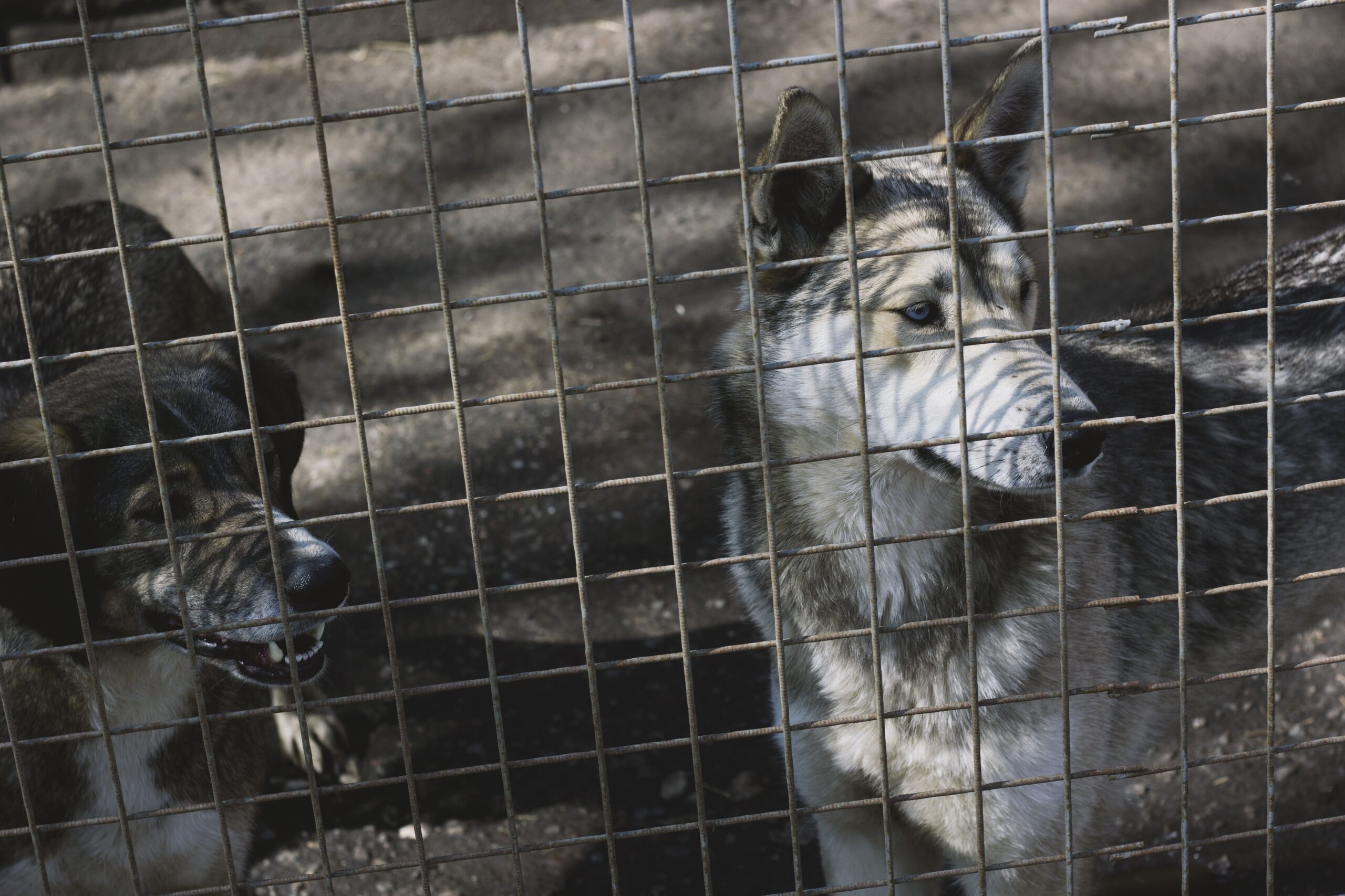 Dog protected behind a fence boundary