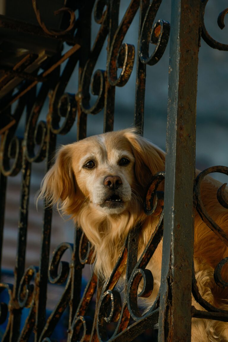 Golden Retriever looking through a decorative metal fence