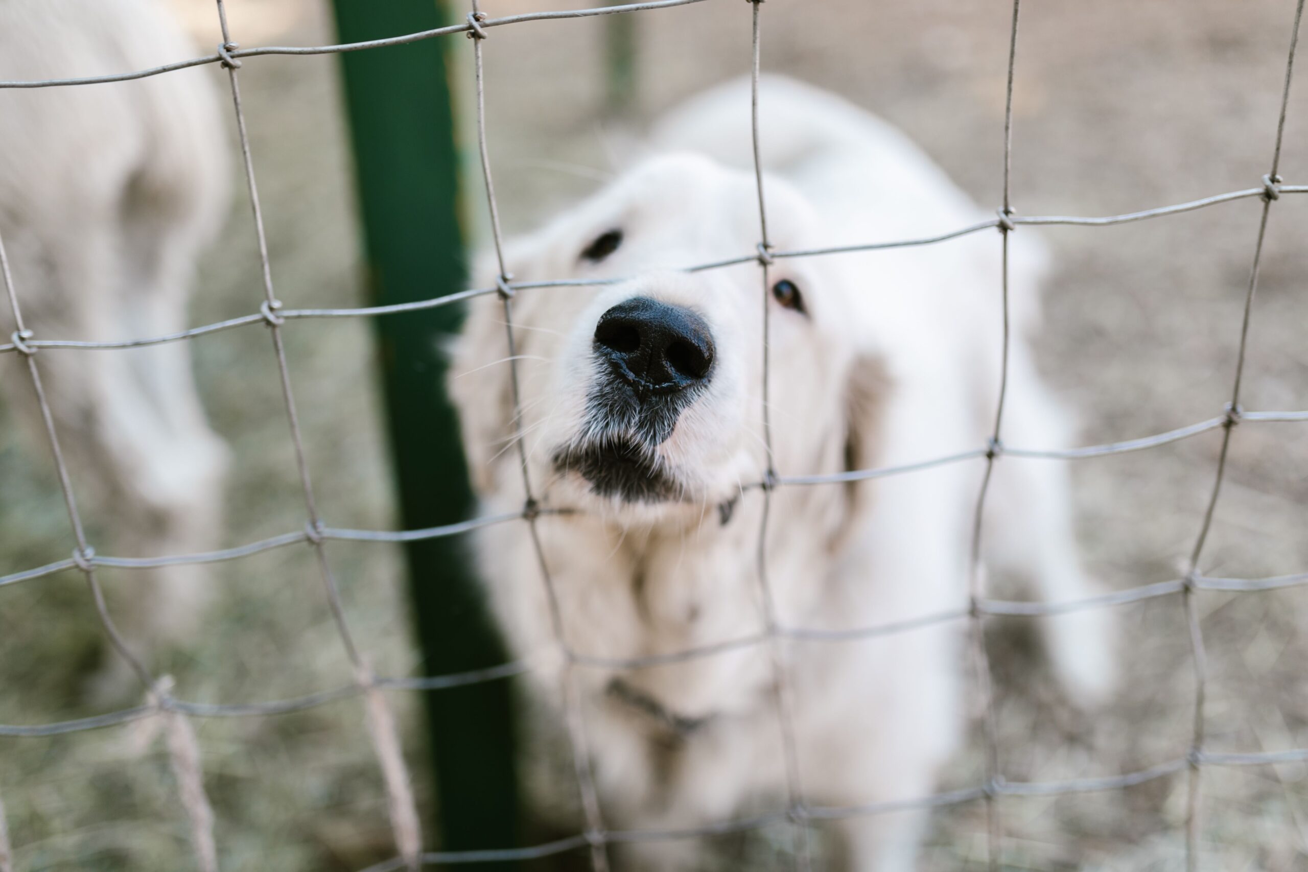 White dog protected by a pet containment system